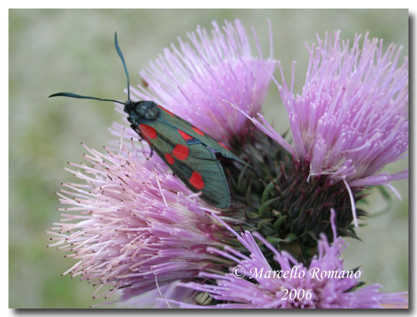 Insetti del Parco Adamello Brenta (TN): immagini e appunti